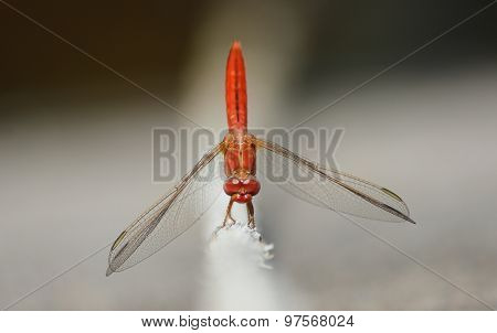 red dragonfly