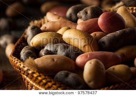 Raw Organic Fingerling Potatoes
