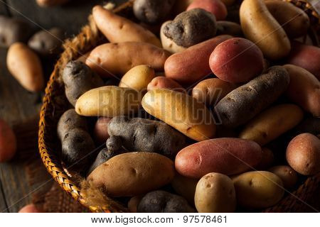 Raw Organic Fingerling Potatoes