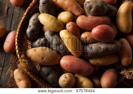 Raw Organic Fingerling Potatoes