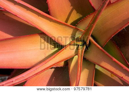 Aloeaceae, Aloe Buettneri, West African Savannas