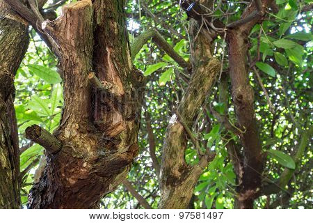 Old Twisting Tree Branches Of Mountain Laurel