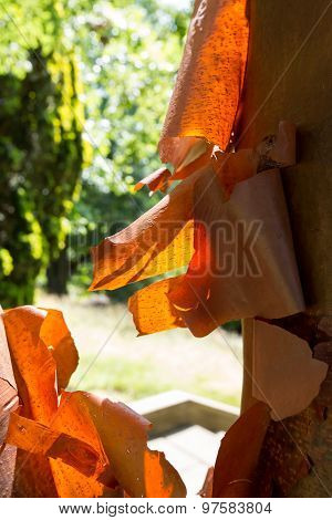 Acer Griseum Chinese Paperbark Maple