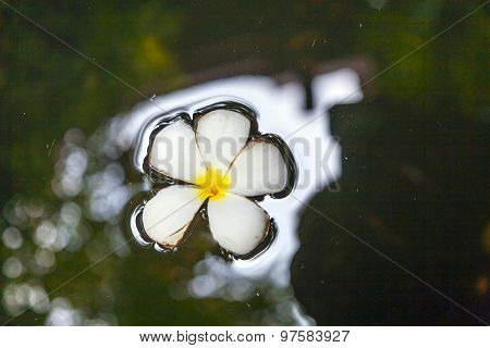 Plumeria Flower (frangipani) Floating In The Water