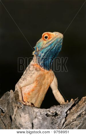 Jorden Agama, Sydafrika