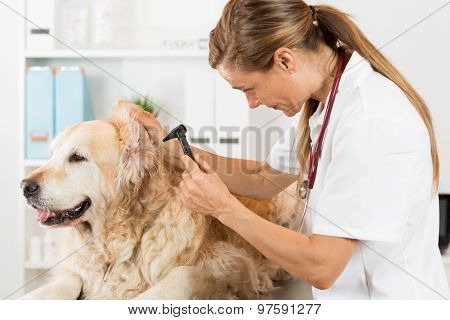 Veterinary Clinic