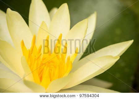 Cream  Lotus