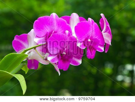 Orquídea Dendrobium roxo e branco