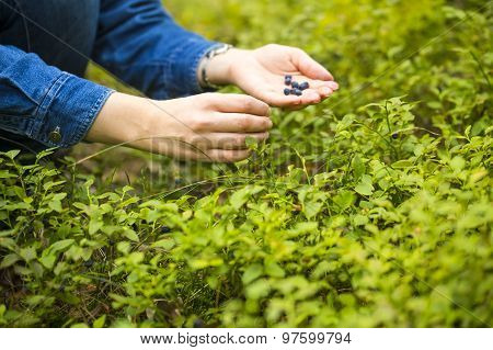 Women Hands Picking Wild Blueberries.