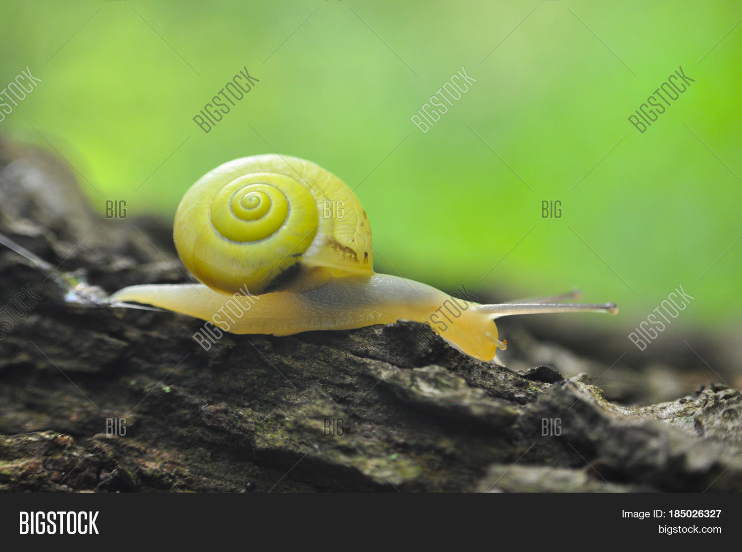 Little Yellow Snail Image & Photo (Free Trial) Bigstock