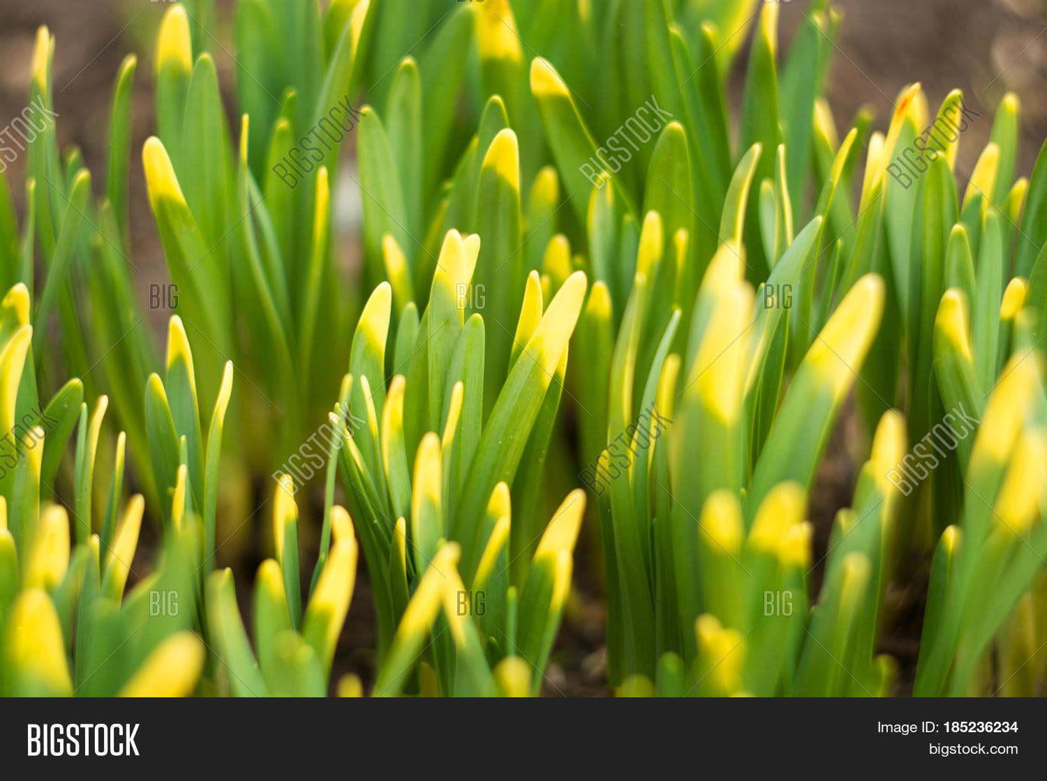 Green Grass Yellow Tips Selective Image & Photo Bigstock