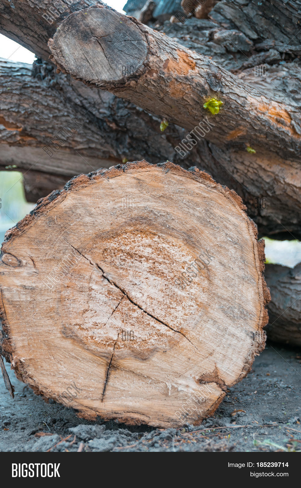 Wooden Log Green Image & Photo (Free Trial) | Bigstock