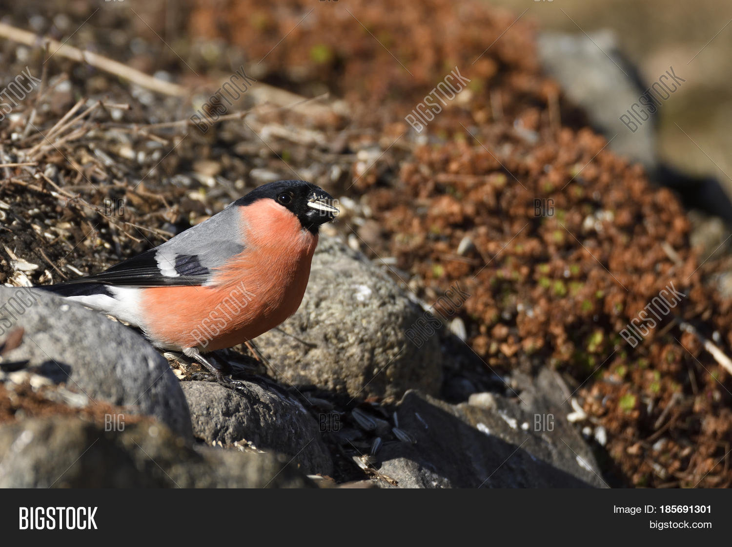 Close Male Bullfinch Image & Photo (Free Trial) Bigstock