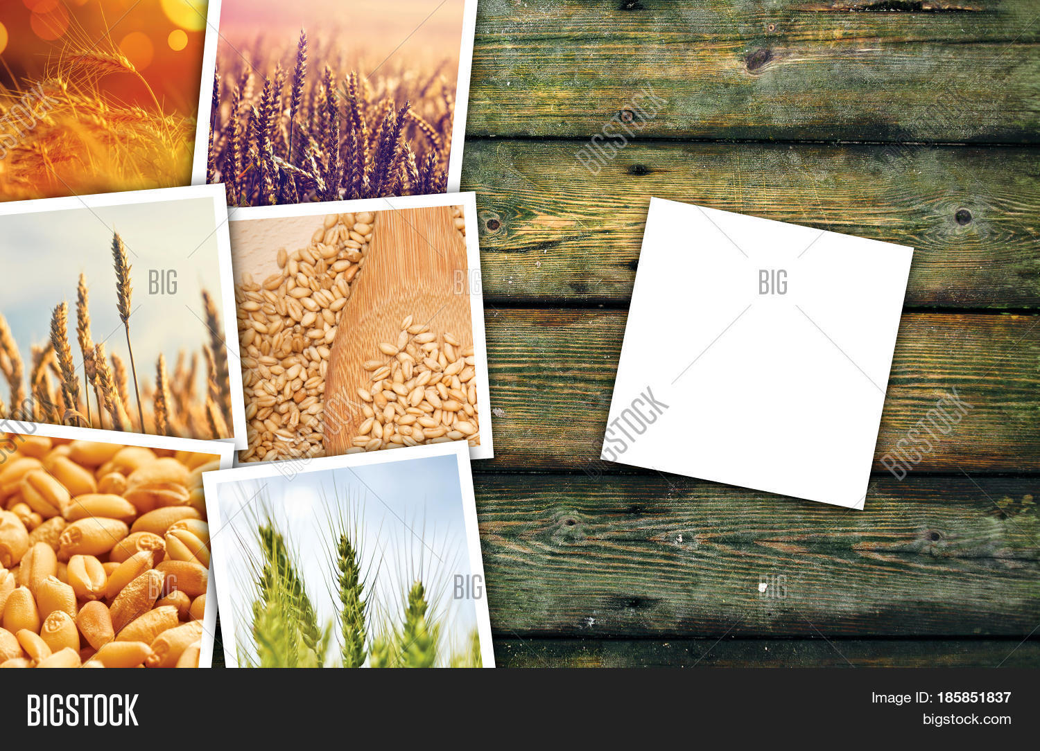 Wheat Grains Farming Image & Photo (Free Trial) Bigstock