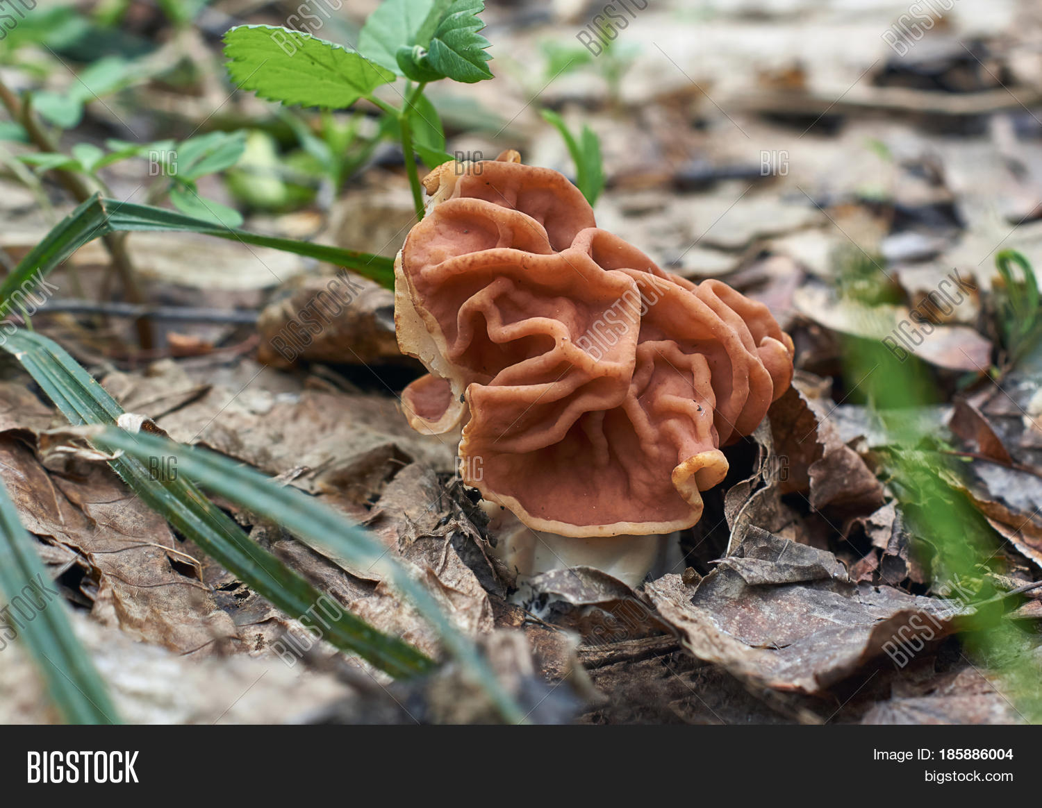 Spring Mushroom Image & Photo (Free Trial) Bigstock