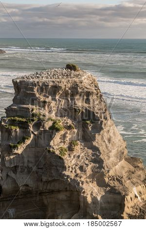 Auckland New Zealand - March 2 2017: Closeup of single beige-brown rock populated by gannet colony at Muriwai Beach. Tasman Sea as back under evening sky. Many breeding birds.