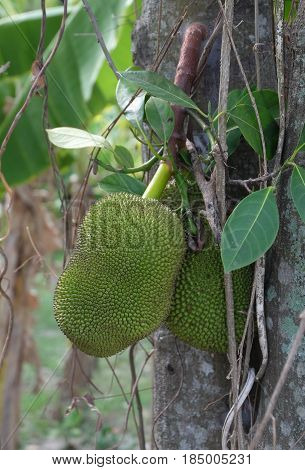 Jackfruit Tree and young Jackfruits , tropical fruit , Jackfruit