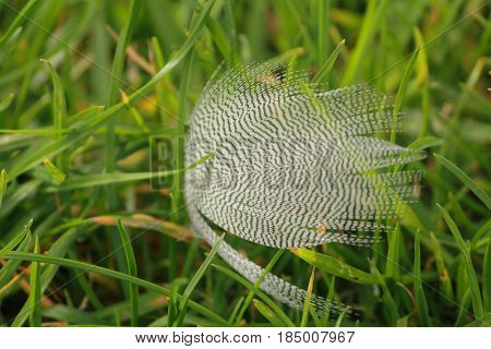 a bird feather on the green grass