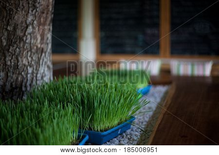 The wheat grass in plastic pot on the white stones on a cafe interior backgraund