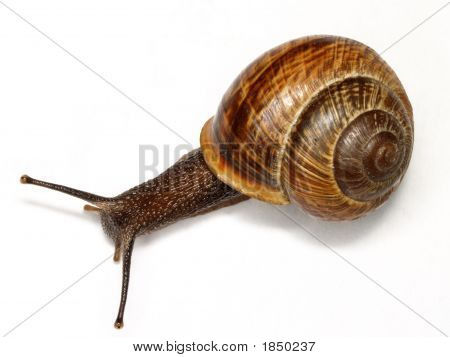 Schnecke