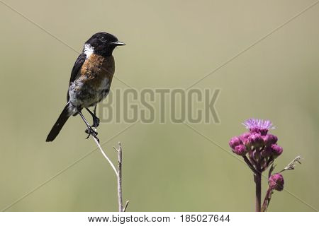 Common stone chat sit on a twig on a lovely soft brown background