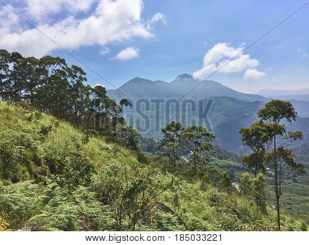 Trekking around Munnar tea estate hills in Kerala Idukki district India