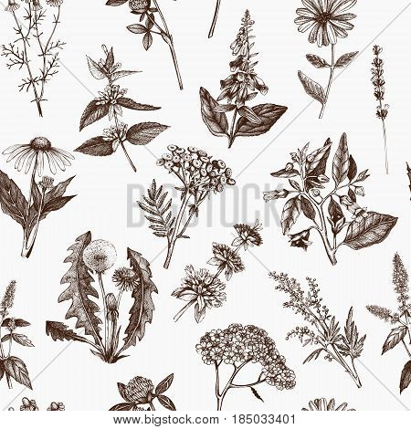 Botanical plant illustration. Vintage Medicinal Herbs and Poisonous Plants sketch. Seamless pattern
