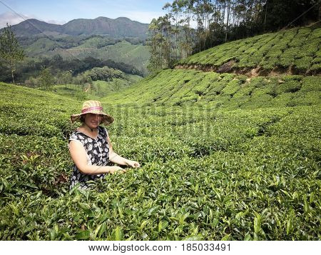 Caucasian female picking the tea at tea plantation around Munnar tea estate hills in Kerala Idukki district India