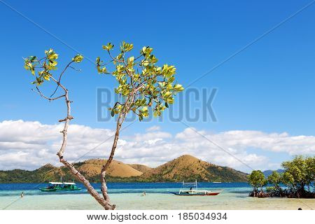 In The Beautiful  Island Cosatline And Tree
