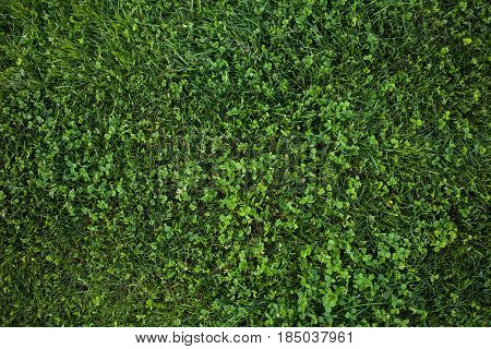 Green Grass Seamless Texture. Green Grass Background Texture. Field Of Fresh Green Grass Texture As