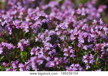 Thymus serpyllum, Breckland thyme, wild thyme or creeping thyme, A beautiful purple soil cover of thyme (a variety of tea) in the wild