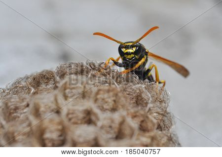 Wasp on honeycomb. Wasp get out from honeycombs