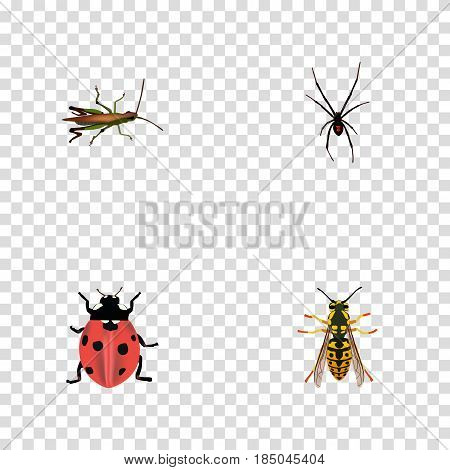 Realistic Locust, Bee, Ladybird And Other Vector Elements. Set Of Animal Realistic Symbols Also Includes Bee, Locust, Grasshopper Objects.