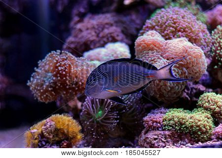 Sohal - the majestic surgeon fish in aquarium