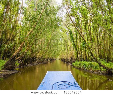 Going by boat through Tra Su mangrove forest, Mekong delta, Vietnam