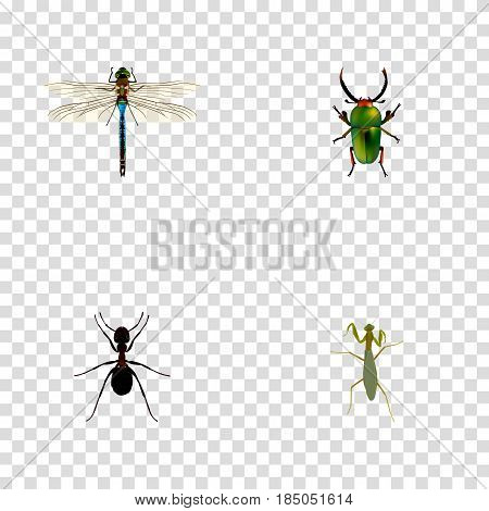 Realistic Grasshopper, Ant, Damselfly And Other Vector Elements. Set Of Hexapod Realistic Symbols Also Includes Dragonfly, Insect, Locust Objects.
