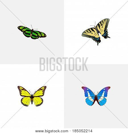 Realistic Checkerspot, Archippus, Bluewing And Other Vector Elements. Set Of Beauty Realistic Symbols Also Includes Tiger, Fly, Monarch Objects.