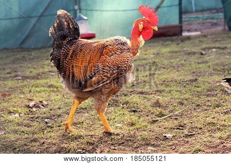 Traditional Portuguese Cock from Barcelos a typical Red crest cock, created and fed in biological farm.