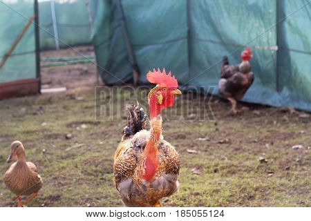Traditional Portuguese Cock from Barcelos a typical Red crest cock, created and fed outdoors, and another animals.