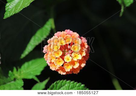 Close up in Portuguese gardens flowers. Amazing colorful Yellow and pink flowering in the garden, nice background black at sunny summer or spring day.