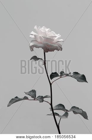 Isolate flower, pink rose in black and white contrast. Symbol of peace, calm and serenity.