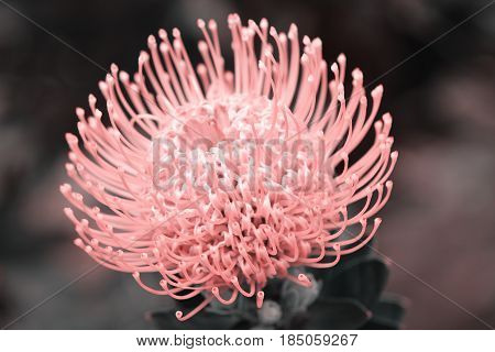 Close up in Portuguese gardens flowers (Pro tea Pin Cushion). Amazing colorful Pink flowering in the garden at sunny summer or spring day.