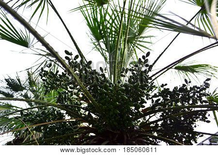 Green unripe fruit on palm . .