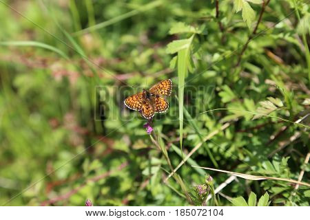 Butterfly / The butterfly sits on a plant