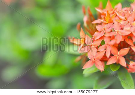 Ixora coccinea , ixora flower in the garden