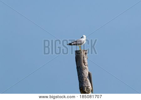 Gull Standing On Palisade