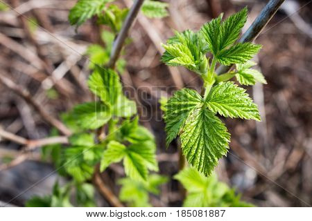 Leaves In Yellow Spots,crimson Branch, A Raspberry Bush, A Green Bush.