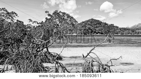 In The Beautiful  Island Cosatline And Tree