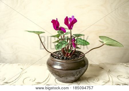 Small purple cyclamen bloomed in clay pot on wooden table covered with patterned border
