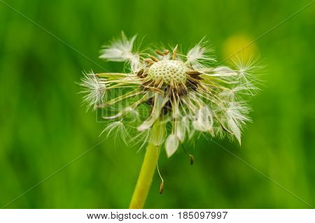 Spring Flowers Beautiful Dandelions In Green Grass.